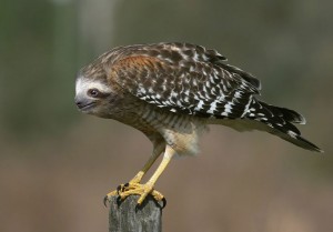 photoshopped-animals-gyyp-1
