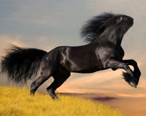 photoshopped-animals-gyyp-12