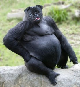 photoshopped-animals-gyyp-14