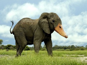 photoshopped-animals-gyyp-15