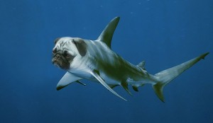 photoshopped-animals-gyyp-16