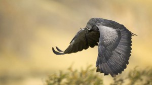 photoshopped-animals-gyyp-17