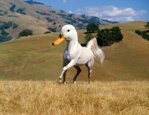 photoshopped-animals-gyyp-2