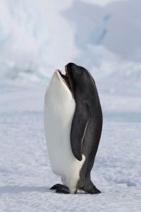 photoshopped-animals-gyyp-3