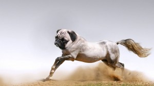 photoshopped-animals-gyyp-4
