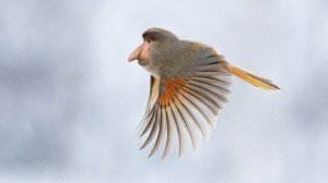 photoshopped-animals-gyyp-5