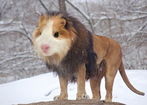 photoshopped-animals-gyyp-6