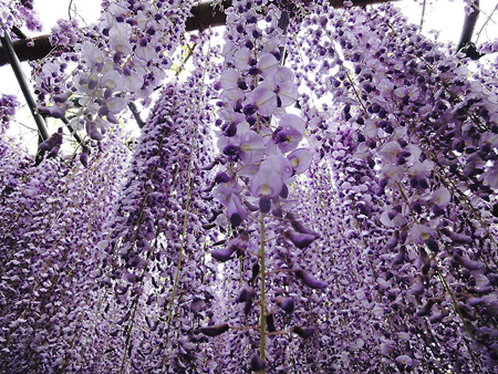 vakonesh.com_509f2532ed92050e8906c0bd92712ff3