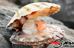 صدف (SHELL)