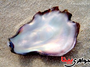 صدف (SHELL)