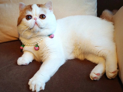 با نمک ترین گربه دنیا و علاقه عجیب او به جواهرات