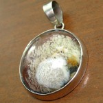 خزه ای (جاسپر) دایره ای دریا