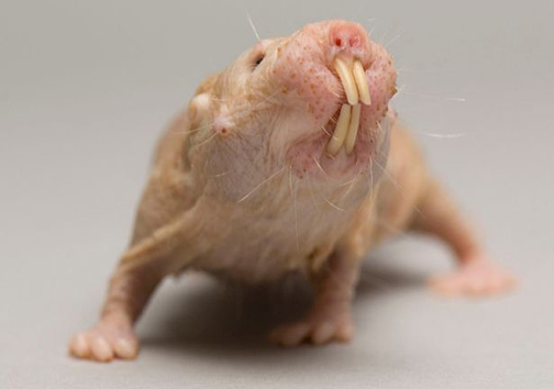 موش کور سفید دندان دراز