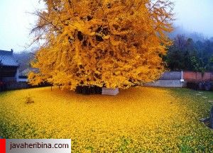درخت 1400 ساله جینکو معبد گوانیین در کوه های ژونگنان چین