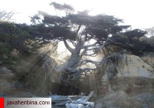 درخت معلق در بین زمین و هوا