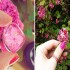 زیورآلاتی از جنس گل و گیاه