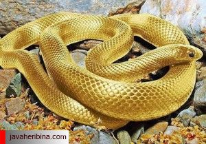 مار خوش خط و خال