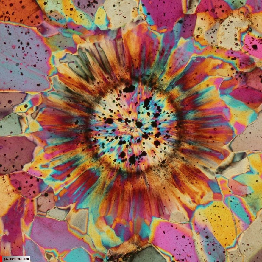 گل آفتابگردان - یکی از بهترین تصاویر این مجموعه