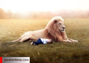 شیر باغ وحش لندن
