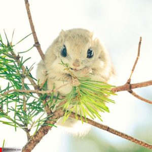 سنجاب سیبری بامزه و دوست داشتنی