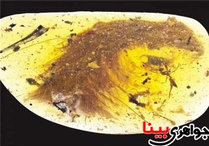 کشف دم دایناسور در یک قطعه سنگ کهربایی