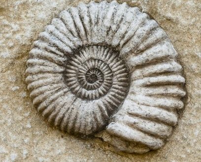 چرا فسیل ها به رنگ سنگ اند ؟