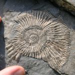 چرا فسیل ها به رنگ سنگ اند ؟
