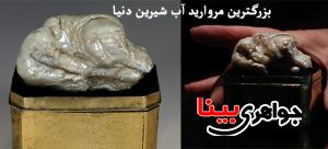 بزرگترین مروارید آب شیرین دنیا
