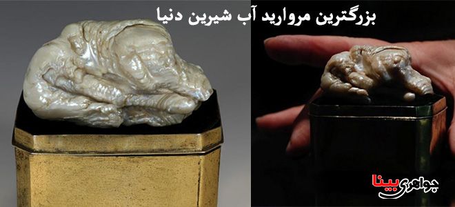 بزرگترین مروارید آب شیرین دنیا