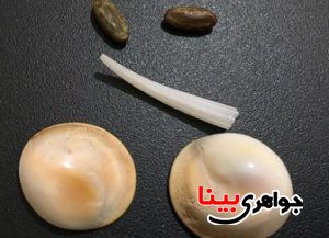 مهره مار وخواص