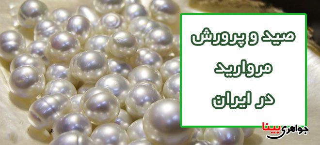 مروارید