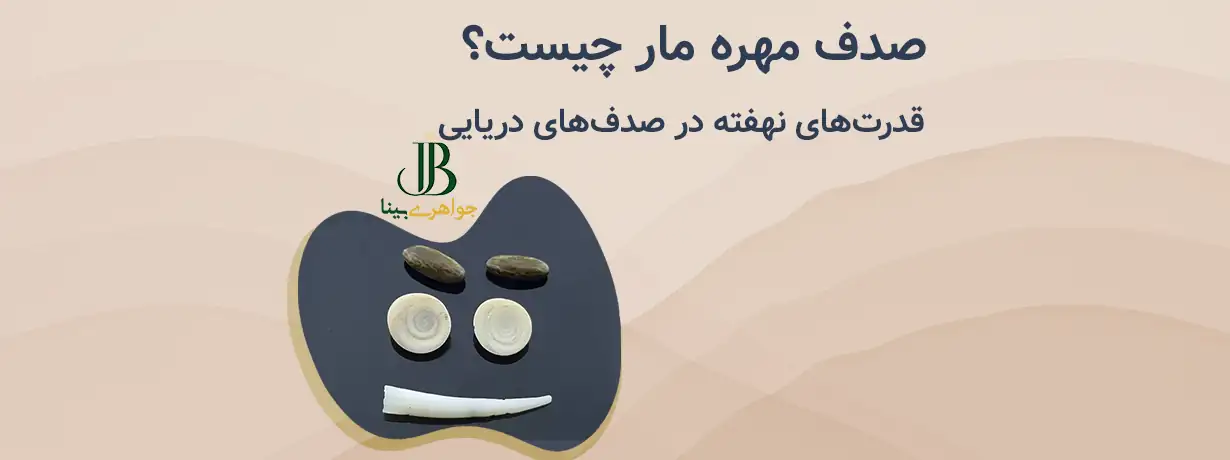صدف مهره مار چیست